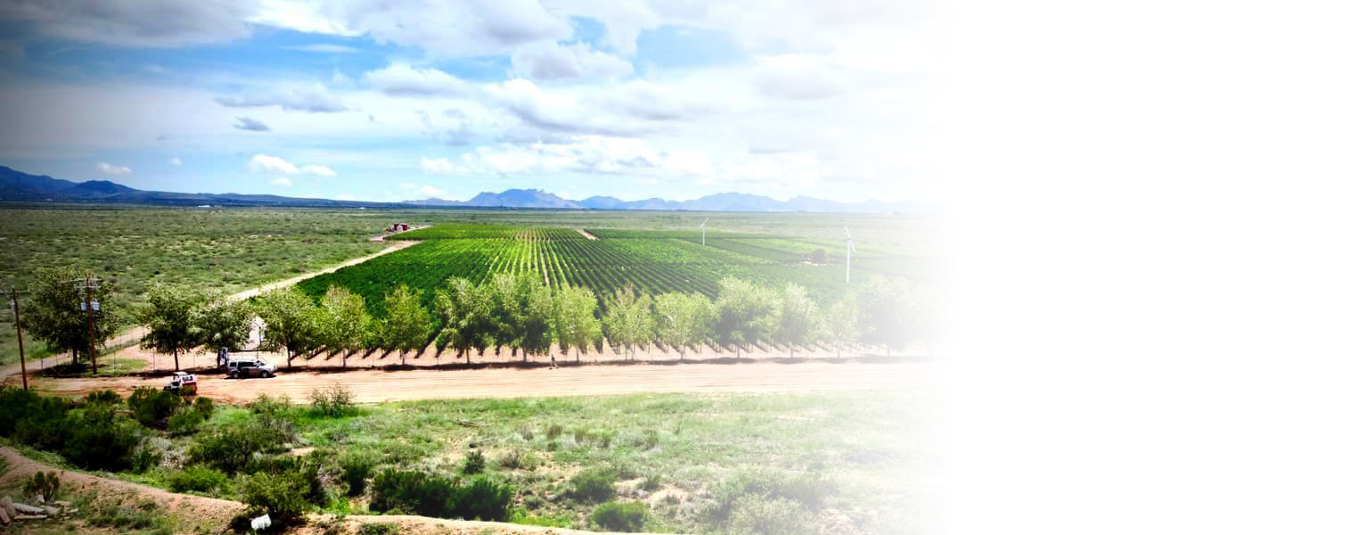 southern arizona winery